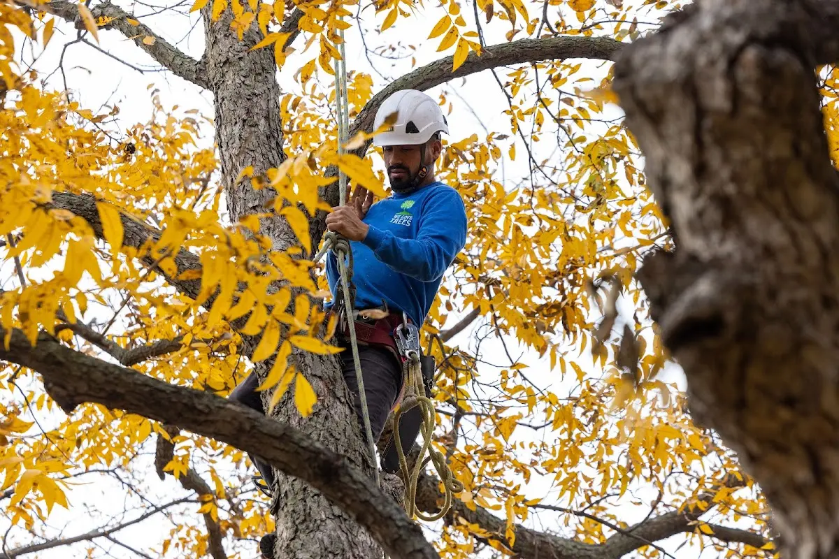 Skilled Tree Planting crew working in Croton Falls