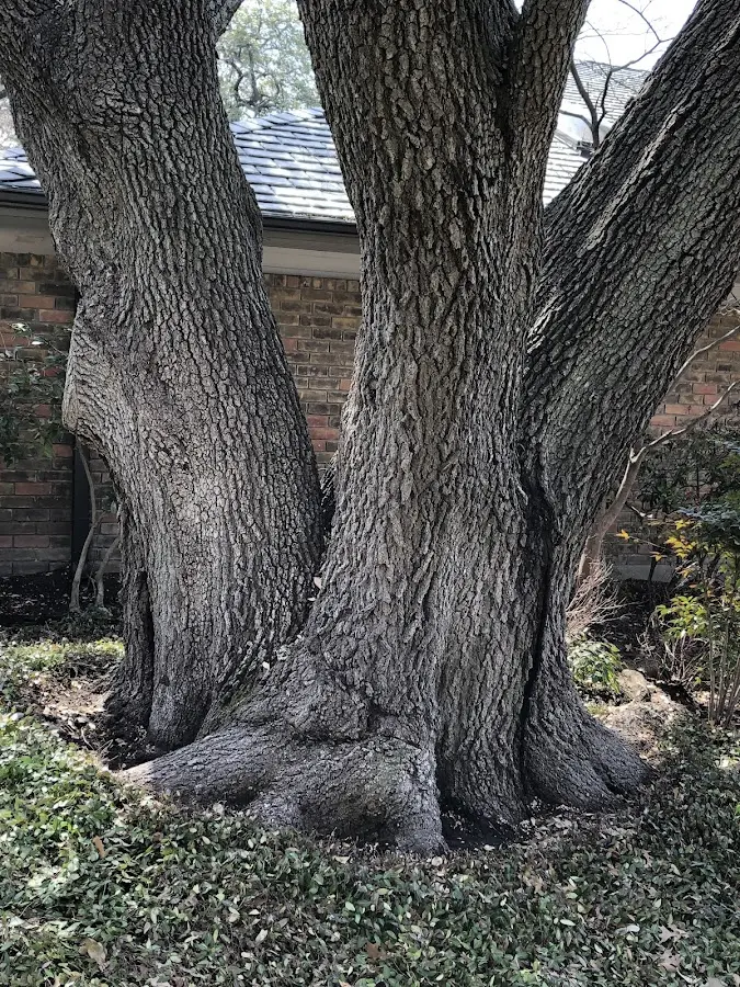Mature heritage tree close to a Croton Falls property cared for by certified arborists